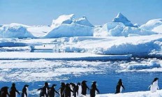 九游官网-南极洲杯集团赛展开，南极企鹅队表现不俗的简单介绍